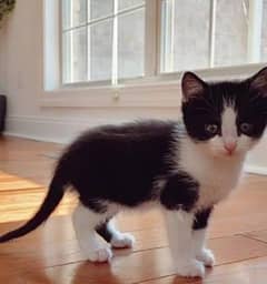 Tuxedo cat