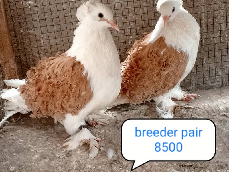 fancy pigeon | kabutar| Jacobin|  frillback saddle | amarican fantail| 3