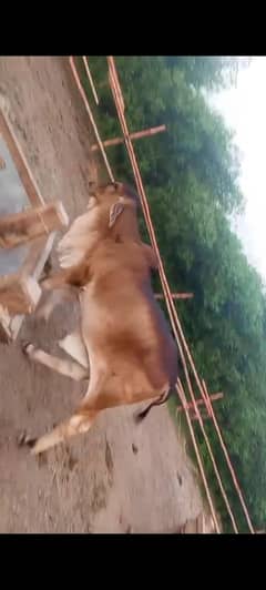 Brahman
