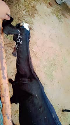 bakri sale for home
