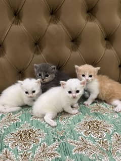 Persian