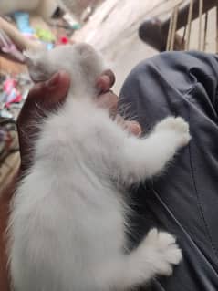 Persian cat