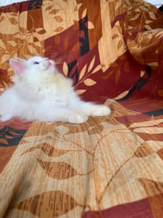 Persian