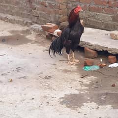 aseel breedar murga