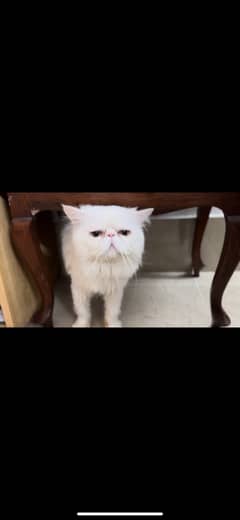 CFA bloodline Stud Male Persian peki face