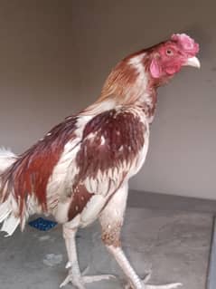 for