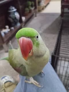 Raw Parrot Male hand tame