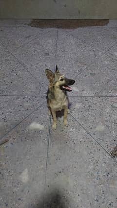 german shephard exchange possible