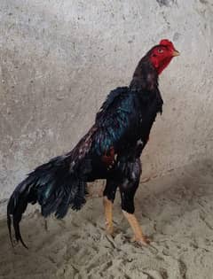 shamo aseel