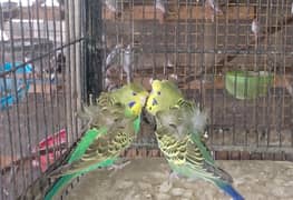 Hogoromo,Hogo,Red eyes,bajri,Australian,Tote,