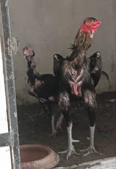 Asalamoalikom Thai shamo Cross Male for sale