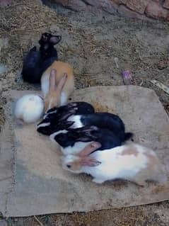 rabbit pair