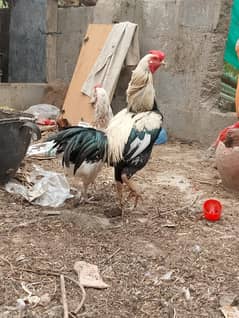 Aseel Java,jawa Murgha,murga,,Mianwali Murghi,murgi,