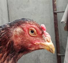 Peela Mianwali Female