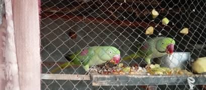 raw parrot healthy pair