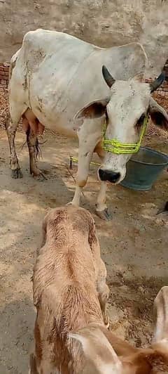cow