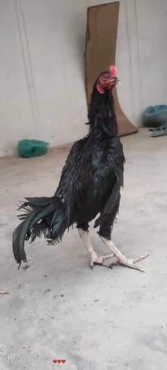 Aseel Mushka Patha For Sell
