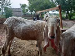kajli bhair hain. 2 . . . . 1 kheeri 1 saal ki. aur 1 dondi 2 saal ki.