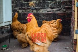 Silkie Heavy Buff and Plymouth Rock Heritage Breeders For Sale