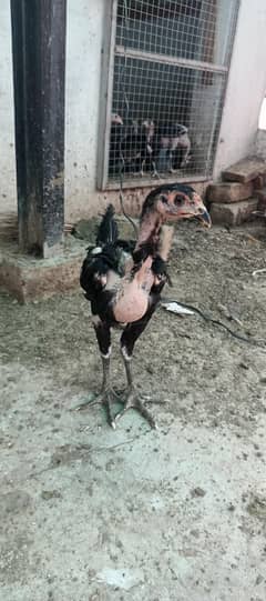 Pure aseel / Imported / Love / Quality / Black Eyes / Pure Thai Bird