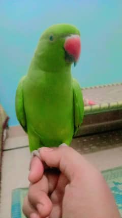 full talking and dancing parrot for sale