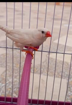 snow white finch