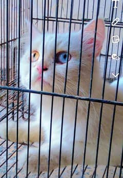 White Beautiful Persian Cat