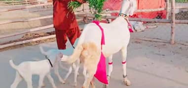 Bakri