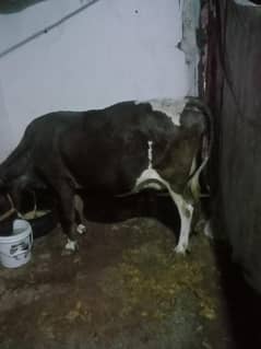 Tyar cow 5 6 din baqi han