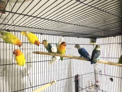 Love birds