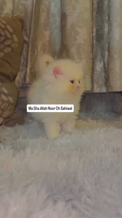 Persian