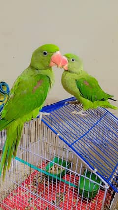 Beautiful Parrot 