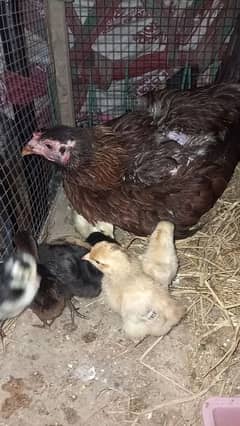 desi hen with chicks