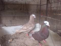 Mukhi,mokhi,mokhe,kabra,kabray,dobaz,kabutar,kabotar,fancy