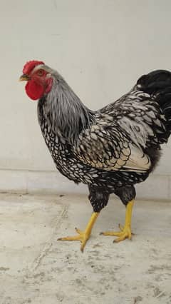 Silver laced wyandotte male