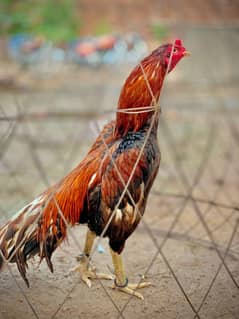 Aseel murgha mian wali breed