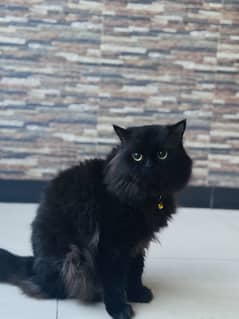 Persian  cat