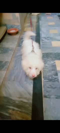 Poodle