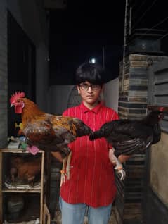 misri breeder pair
