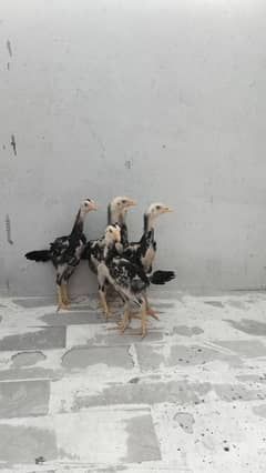 O