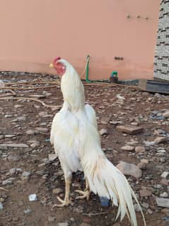 mianwali aseel high quality