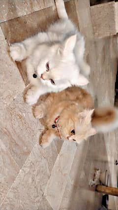 persian cat