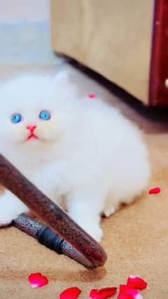 persian little cat good health