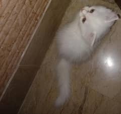 Persian Cats