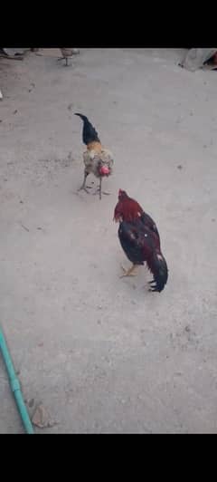 urgent for sale what'sup number 03289611091