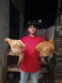 golden buff pair patha