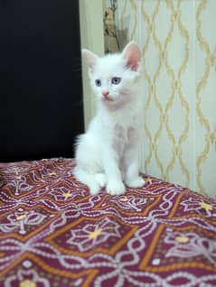 Kitten