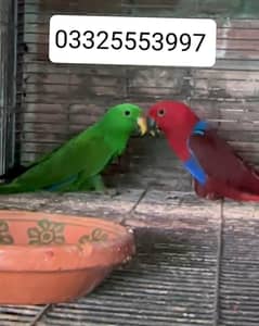 Eclectus