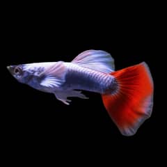 Guppy And Molly For Sale