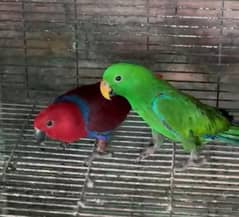 Eclectus